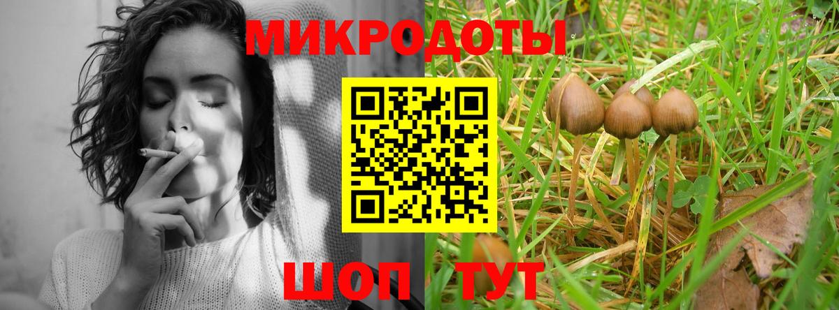 Галлюциногенные грибы Psilocybe Сыктывкар